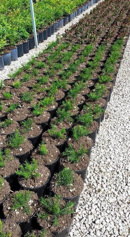 Azienda Agricola Pigliacelli - Immagine 1