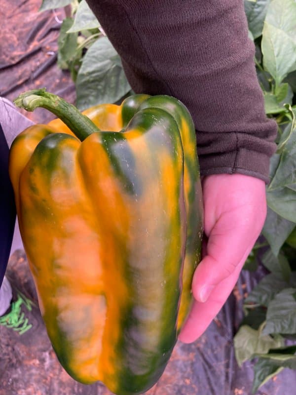 Azienda Agricola Seduttore Angelo - Immagine 1