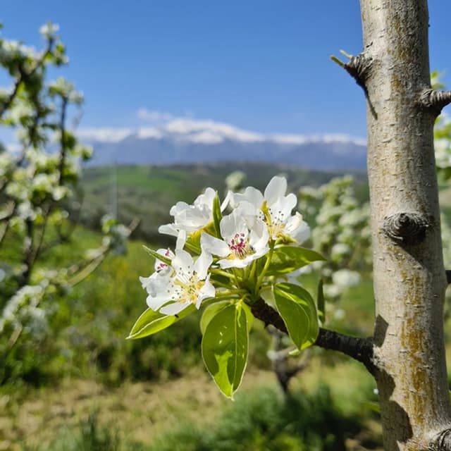 Azienda Agricola Spadano - Immagine 1