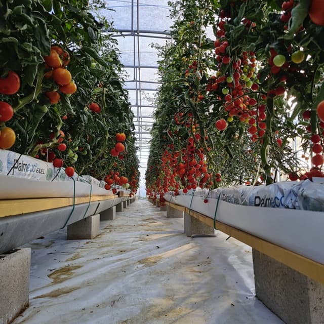 Azienda Agricola Spadano - Immagine 2