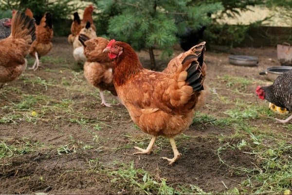 Azienda Agricola Targa Agnese - Immagine 2