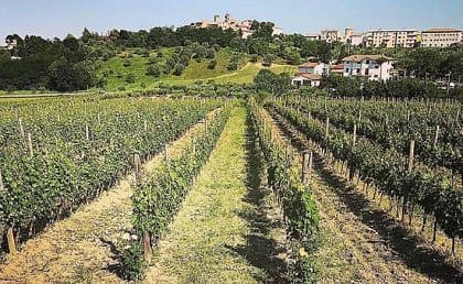 Azienda Agricola Vignamato - Immagine 2