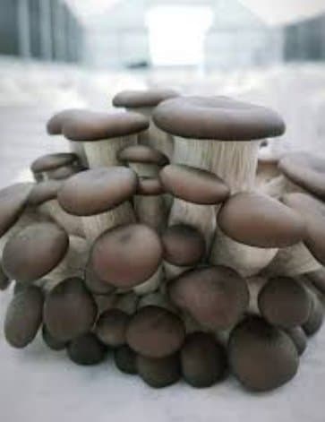 Azienda Agricola Vittorio - Immagine 1