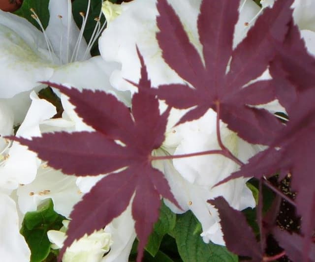 Azienda Agricola Vivaistica Elisa - Immagine 1