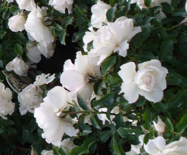 Azienda Agricola Vivaistica Elisa - Immagine 2