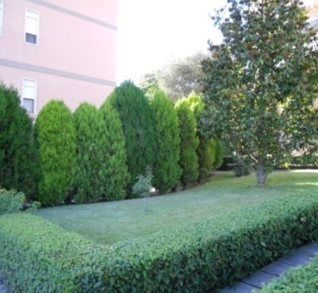 Azienda Vivaistica Tirrito - Immagine 2