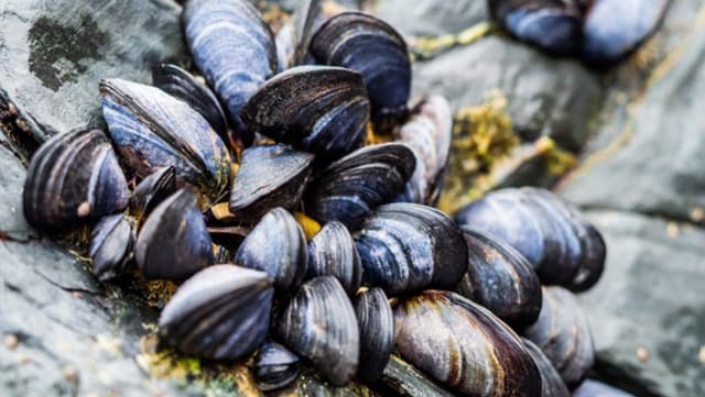 Bardetta - Immagine 1