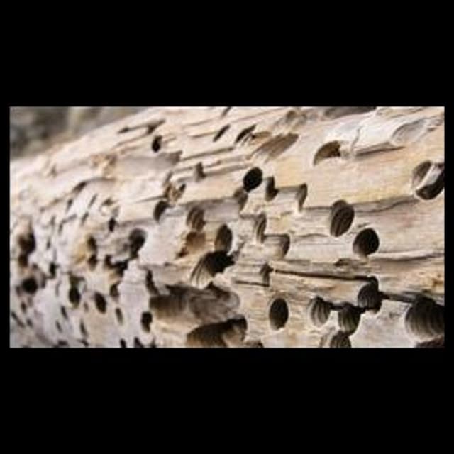 Base Disinfestazioni Per Aziende - Immagine 2