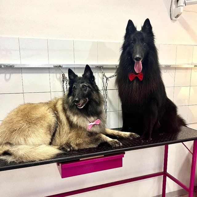 Bau Style di Skiladz Monika Iwona - Immagine 1