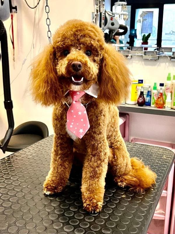 Bau Style di Skiladz Monika Iwona - Immagine 2