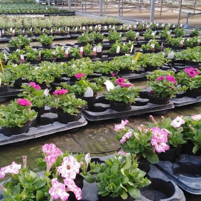 Bevilacqua Floricoltura - Immagine 1