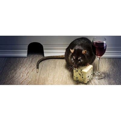 Biologic - Disinfestazioni Professionali - Immagine 1