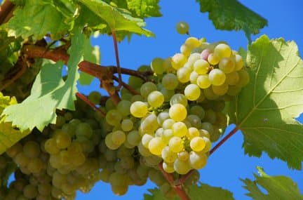 Borghesana Azienda Vitivinicola - Immagine 1