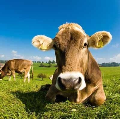 Boves Fresco - Immagine 1