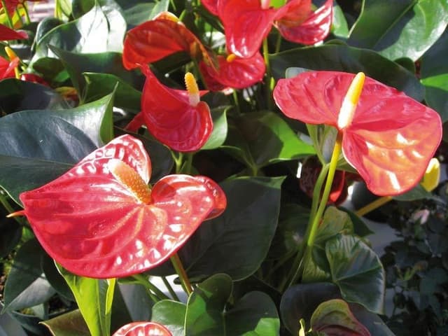 Brembati Fiori - Immagine 2