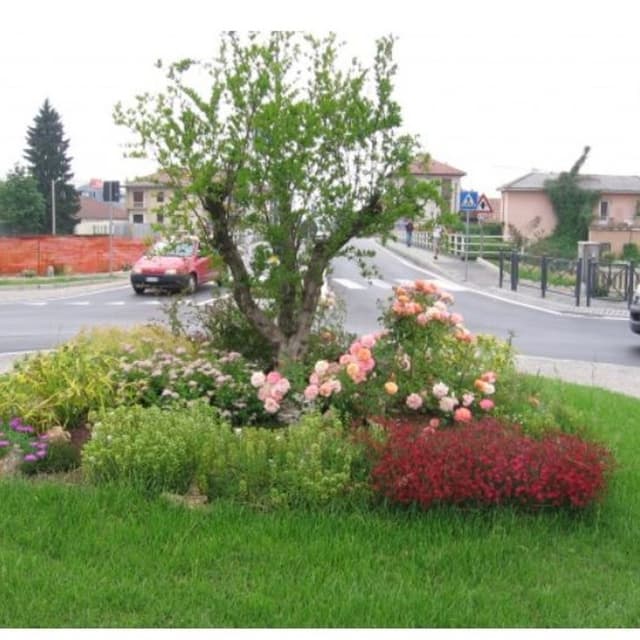 Buffa Vivai di Buffa Ivo - Immagine 1