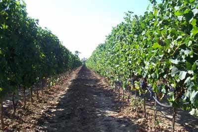 Cantina Fornacelle - Azienda Vinicola - Immagine 1