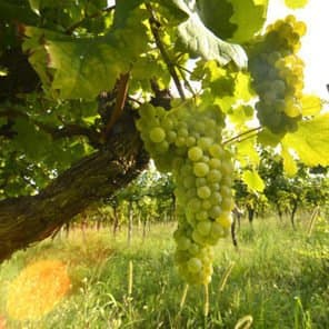 Cantina Patrizia Cadore - Immagine 2