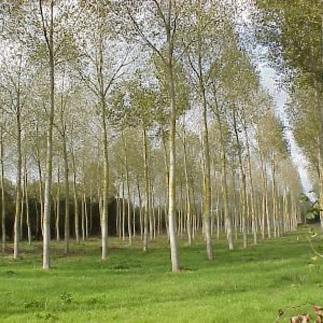 Cantone Dr. Renato Allergologo - Immagine 2