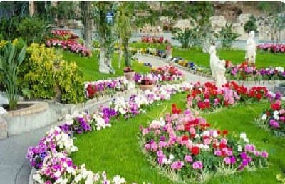 Capri Flor - Immagine 2