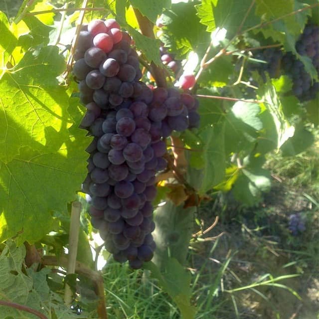 Cascina Brichetto - Immagine 1