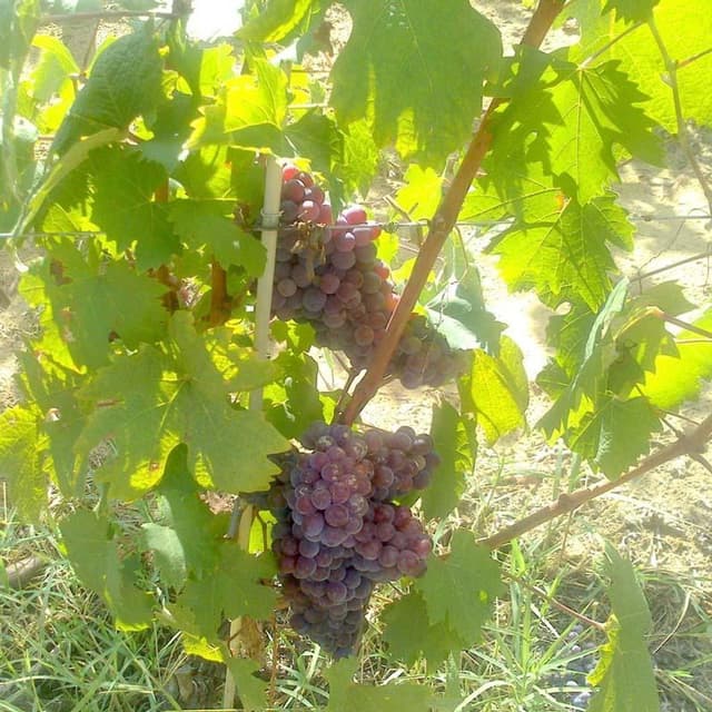 Cascina Brichetto - Immagine 2