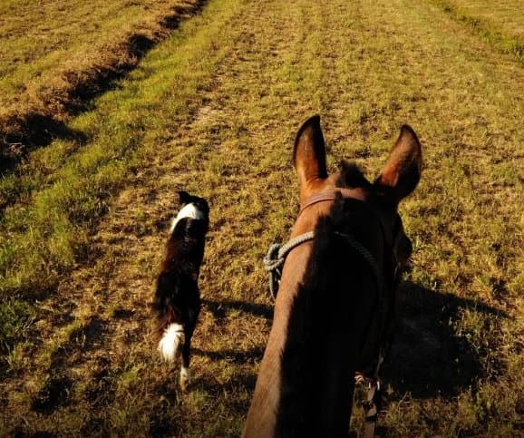 Centro Ippico Pegaso - Immagine 2