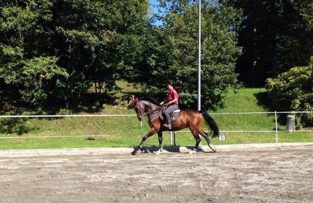 Centro Ippico Team Sisters - Immagine 2