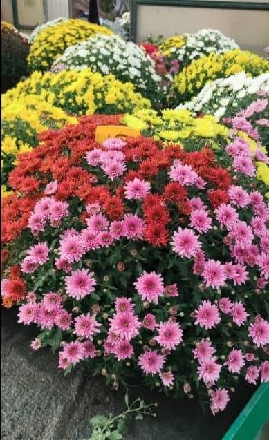 Chiarotto Vivai - Immagine 1