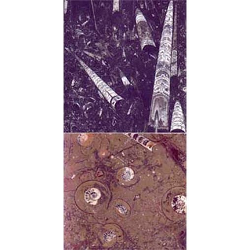 CML s.a.s. - Immagine 1