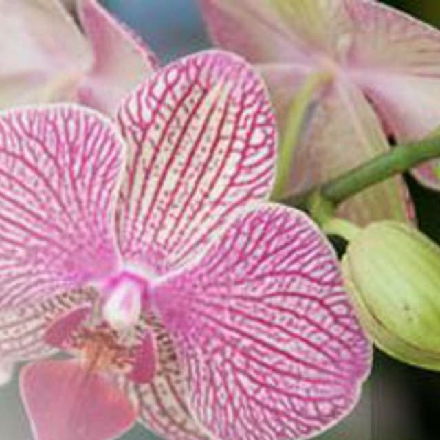 Conti Francesco Vivai - Piante - Immagine 1