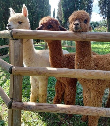 Coyà Andrea Comanducci - Immagine 2