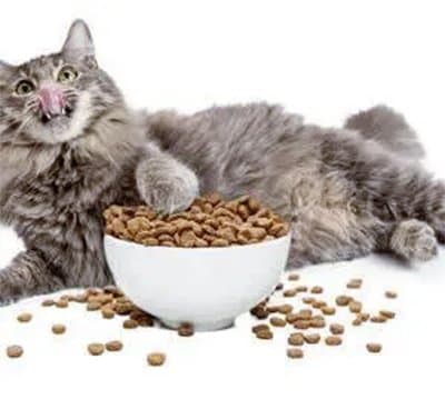 Cuccioli e Coccole - Immagine 2