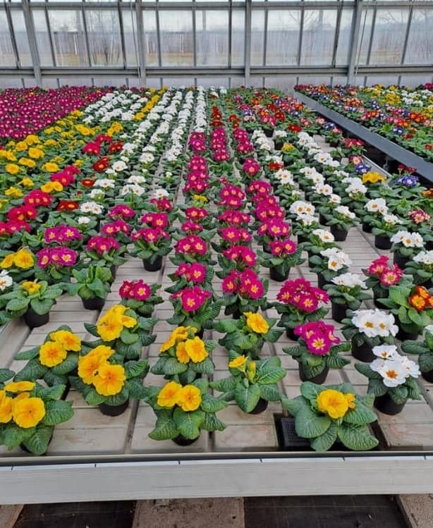 Dal Fiore al Frutto - Immagine 1