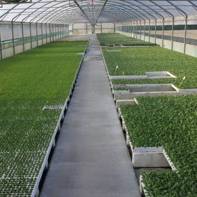 Di Renzo Ortoflorovivaisti - Immagine 2