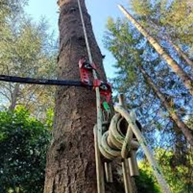 Dire Fare Potare - Immagine 1