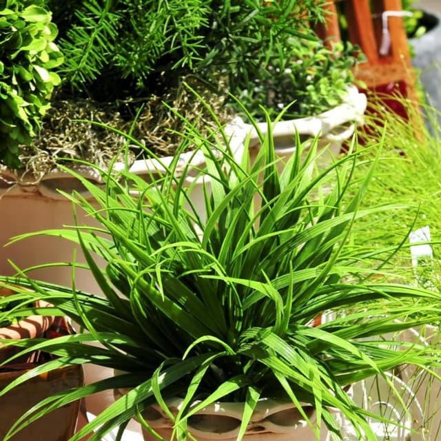 D.L.S. Servizi per Il Giardinaggio - Immagine 1