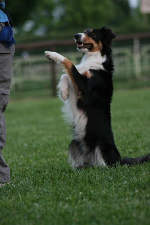 Dog-City - Immagine 1