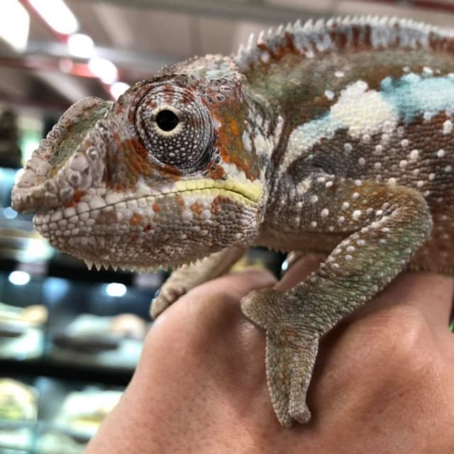 Dogat Twenty - Immagine 1