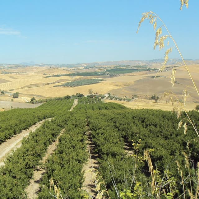 Donnalia Fruit - Immagine 1