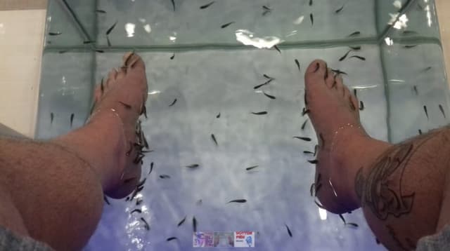 Dottor Fish - Immagine 2