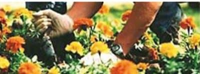 Eden Garden - Immagine 1