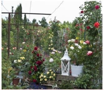 Erika Vivai Mancinelli - Immagine 1