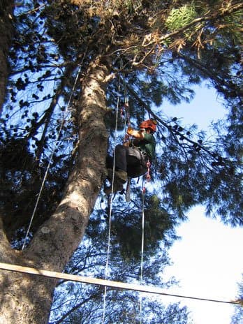 Etna Verde - Immagine 1