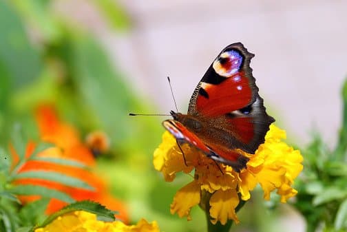 Euro Ambiente - Immagine 1