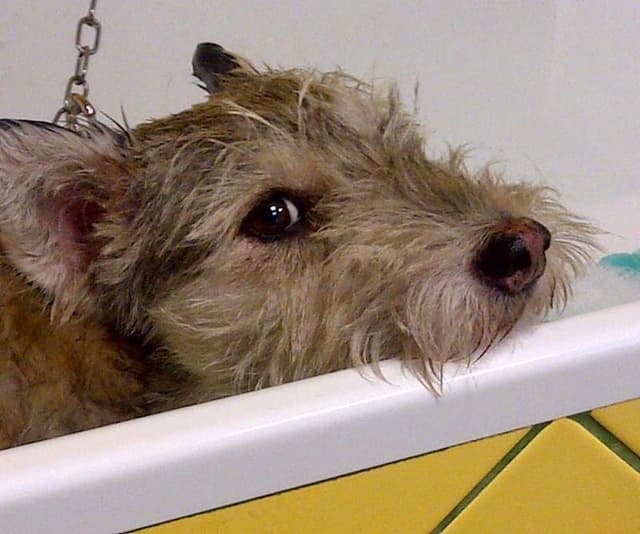 Facciamo Cagnara - Immagine 1