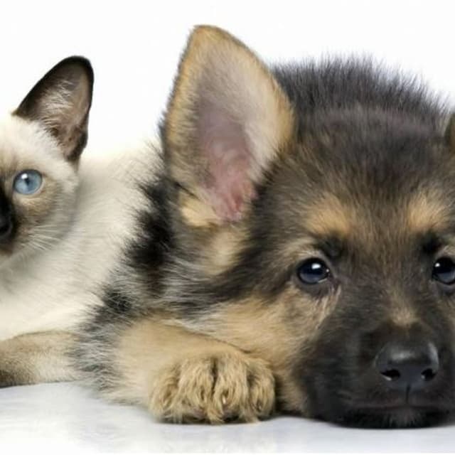 Farmalab - Immagine 1