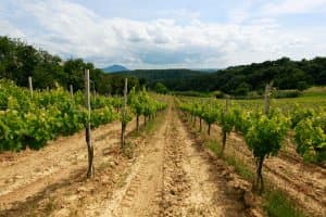 Fattoria del Giglio Macelleria - Immagine 1