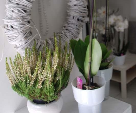 Fioreria Artenatura - Immagine 2