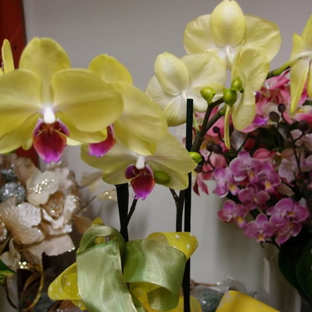 Fiori E Piante Irma - Irma Moriconi - Immagine 1